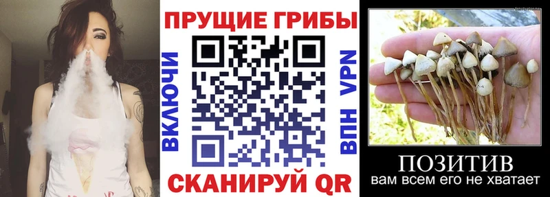 Галлюциногенные грибы Cubensis  Шелехов 